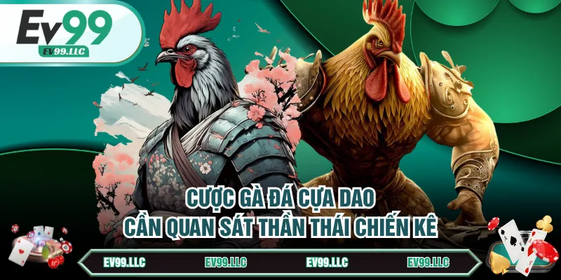 Cược gà đá cựa dao cần quan sát thần thái chiến kê