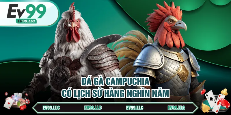 Đá gà Campuchia có lịch sử hàng nghìn năm