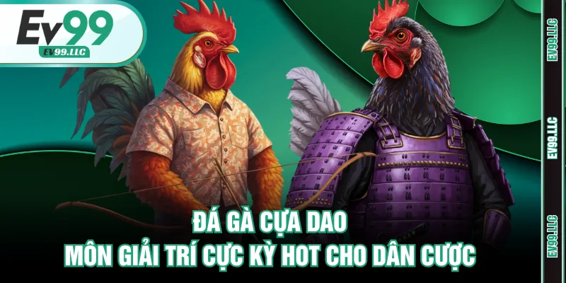 Đá gà cựa dao