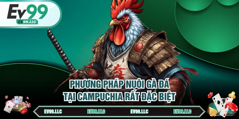 Phương pháp nuôi gà đá tại Campuchia rất đặc biệt